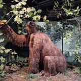 University of Iowa Museum of Natural History
