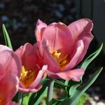 Denver Botanic Gardens