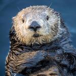 Monterey Bay Aquarium