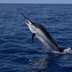 Fishing Trips