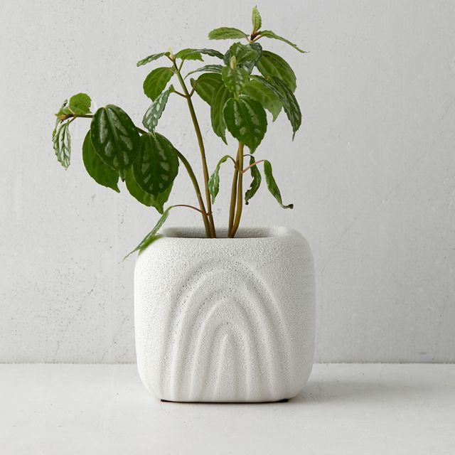 Isobel Planter
