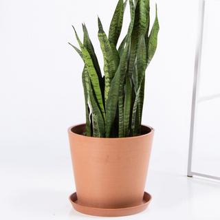 Sansevieria