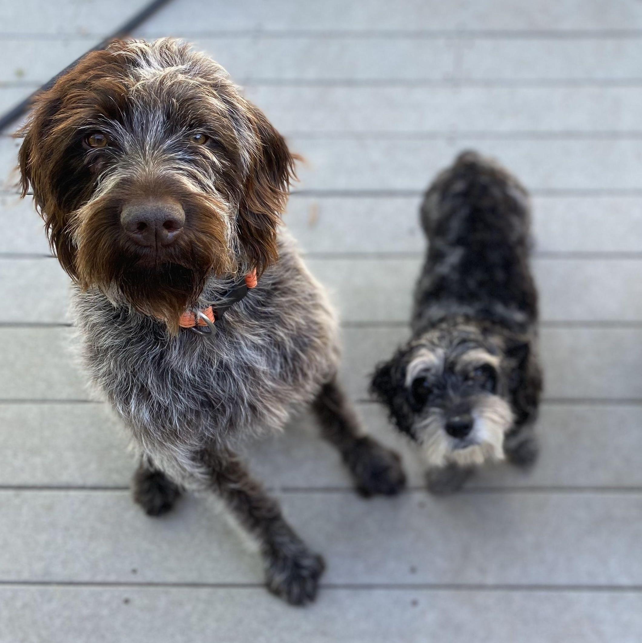 The Muppet Squad: Boone & Lucille. Lucille has been Jan's sidekick (or vice versa) since 2007  and enjoys polo, chicken, and short walks to the fridge.
Boone has been chasing birds, friends, and unattended shoes since 2020.