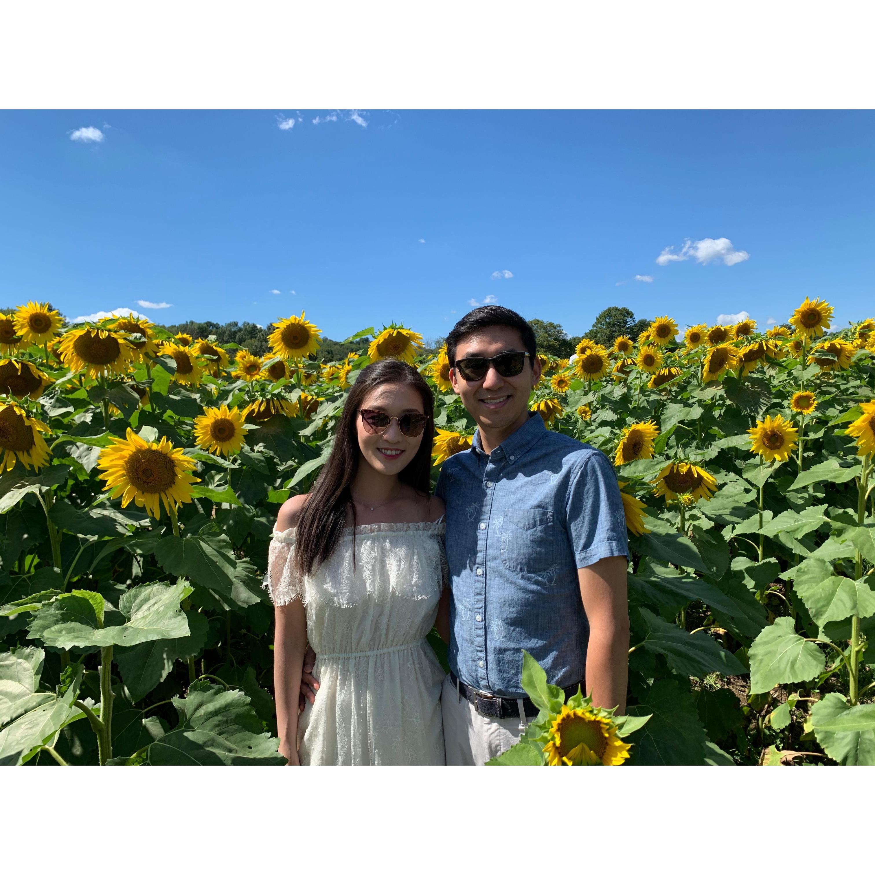 Sussex Sunflower Maze this past summer!