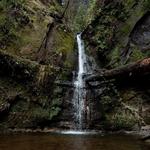 The Forest of Nisene Marks State Park