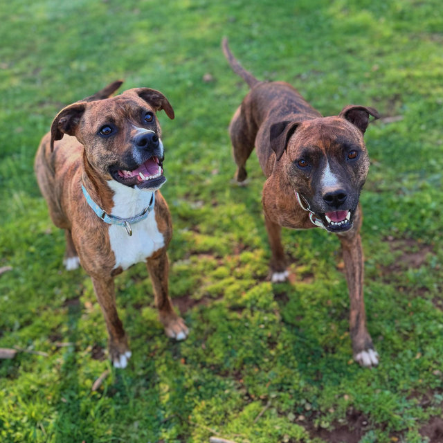 Doggy Sitter Fund