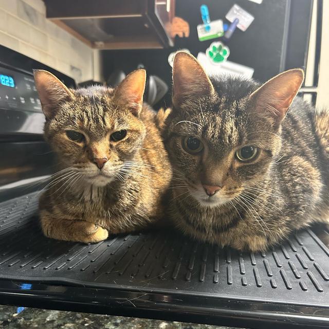Cat Sitter Honeymoon Fund