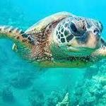 Snorkel Bob's Honokowai