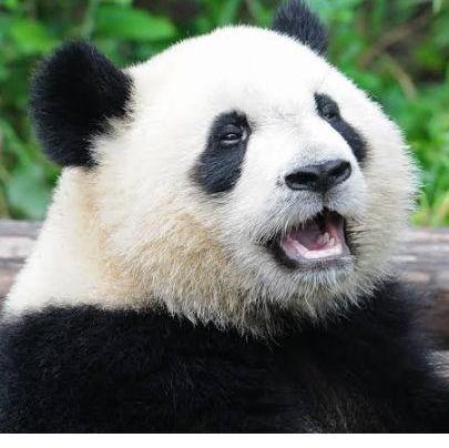 Our cute panda