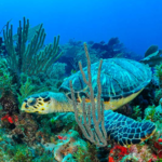 Escape to Isla Mujeres