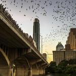 Congress Avenue Bridge