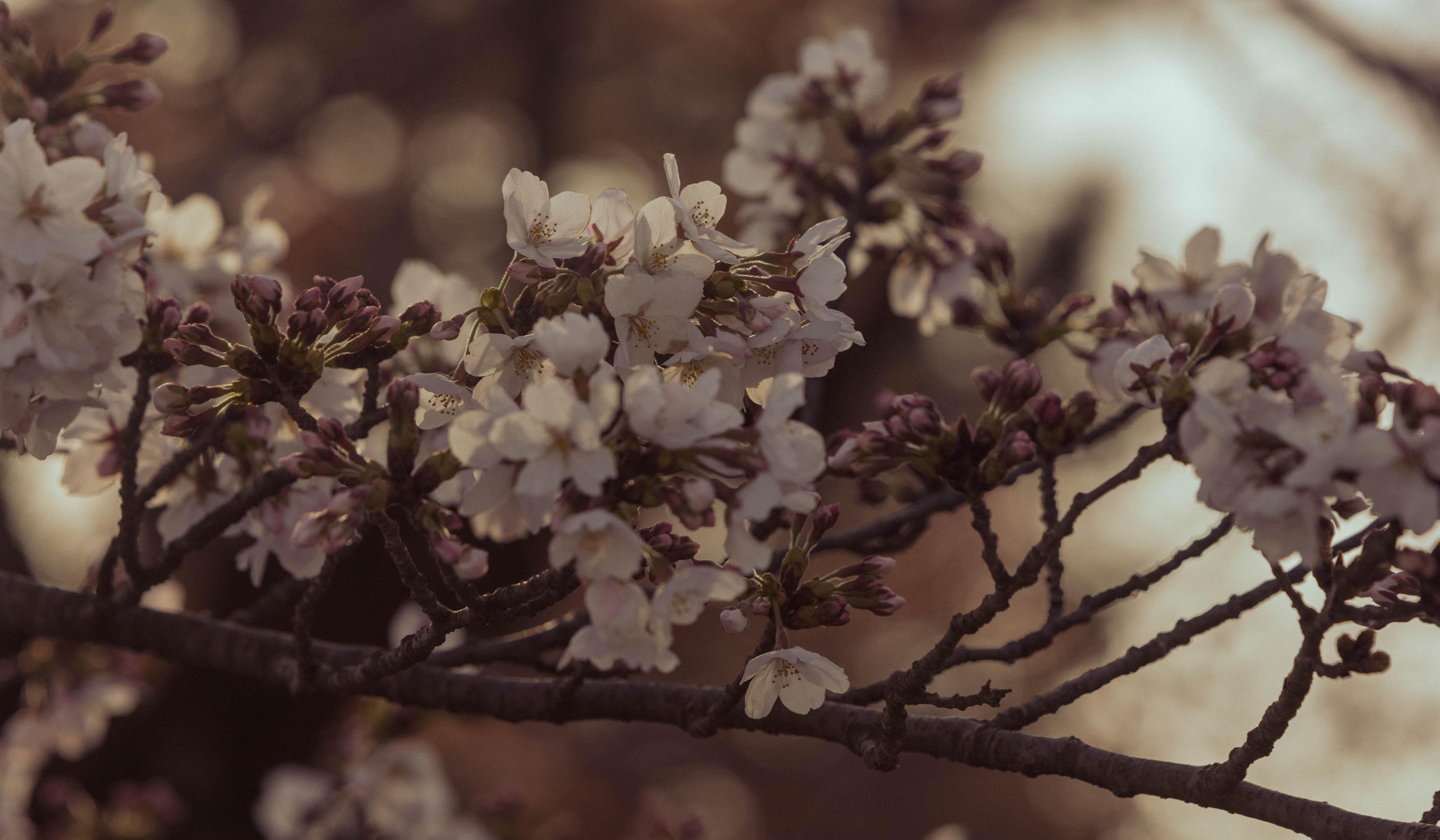 Footer image