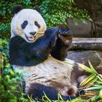 San Diego Zoo