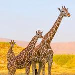 The Living Desert Zoo and Gardens (nearby)