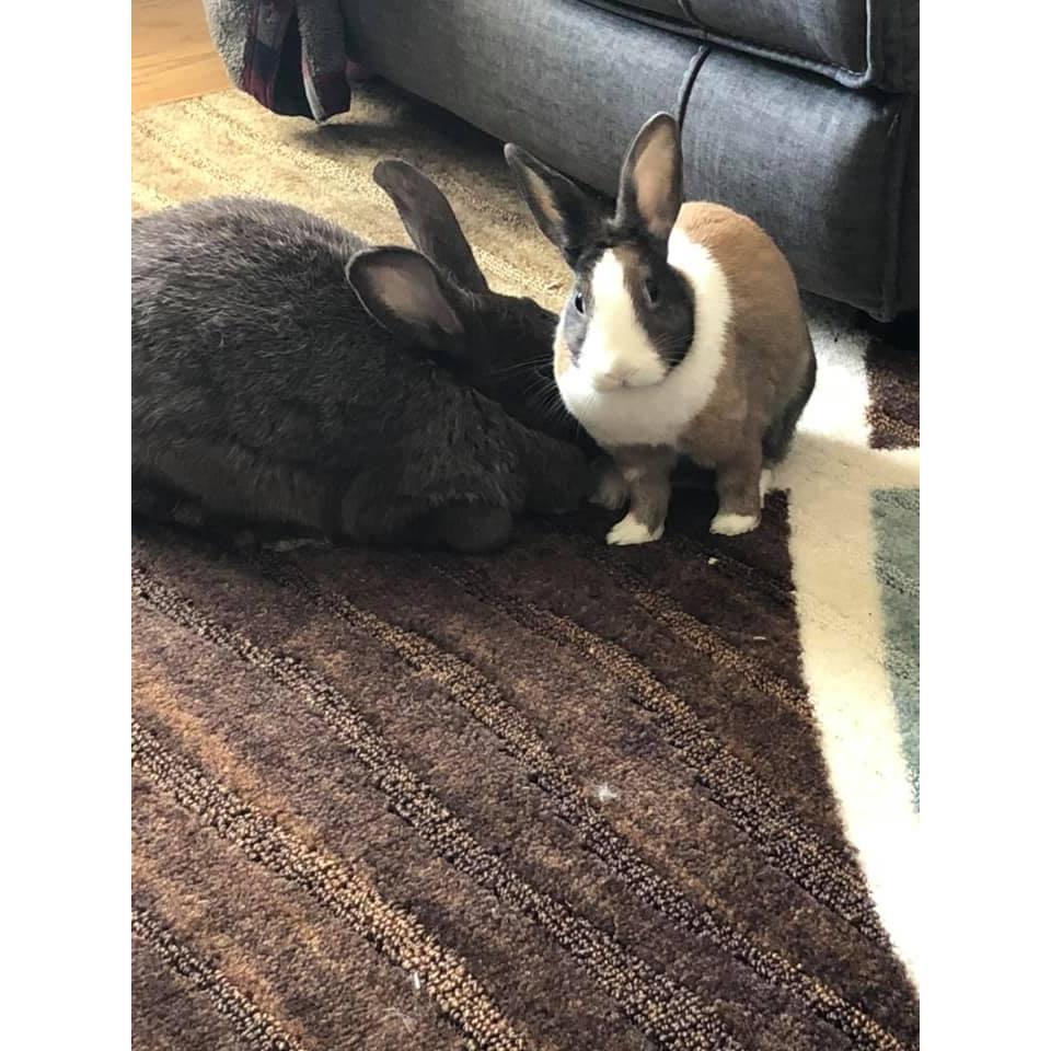 Our little bunny babies. Zelda and Luna