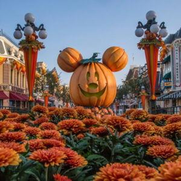 Our Disneyland Honeymoon Fund