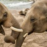 Oregon Zoo