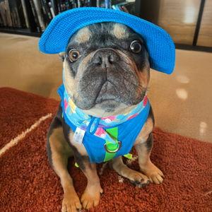 Summer Camp for Digby