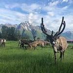 Guided Summer Reindeer Farm Experience