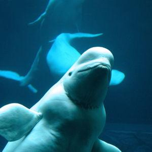 Beluga Whale Encounter