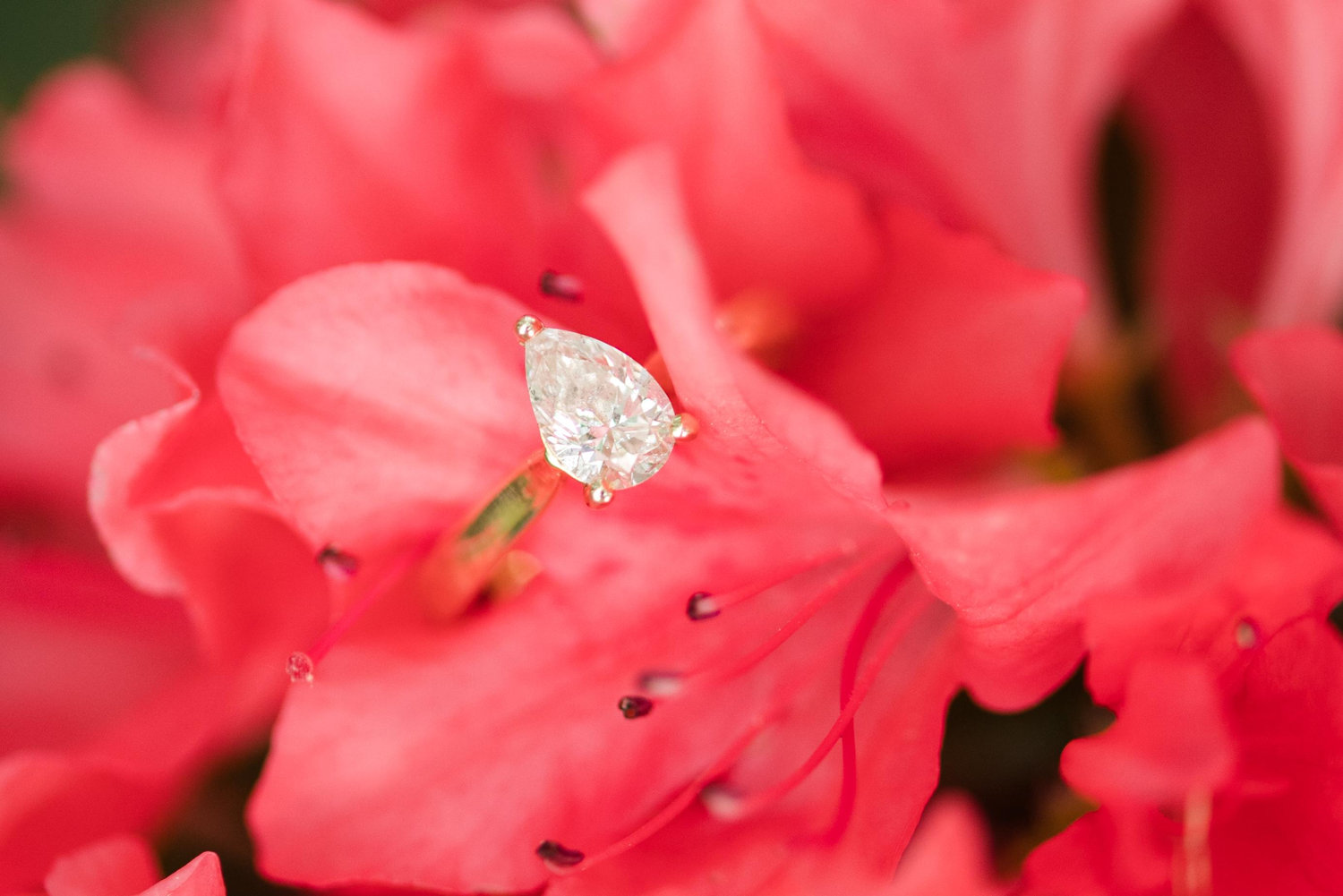 The Wedding Website of Allison Honeycutt and Dalton Craver