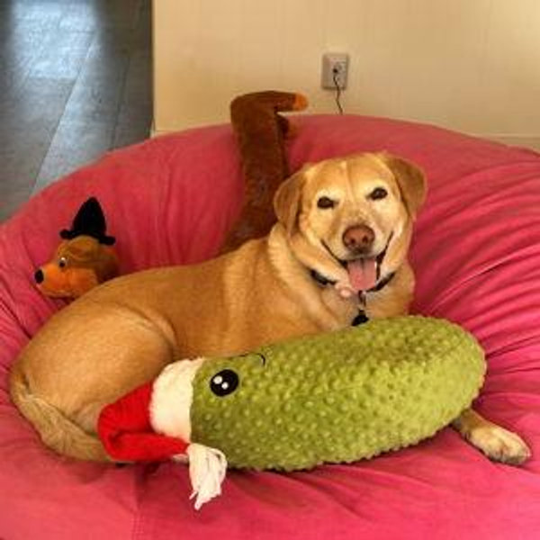 Mango Toy Fund!