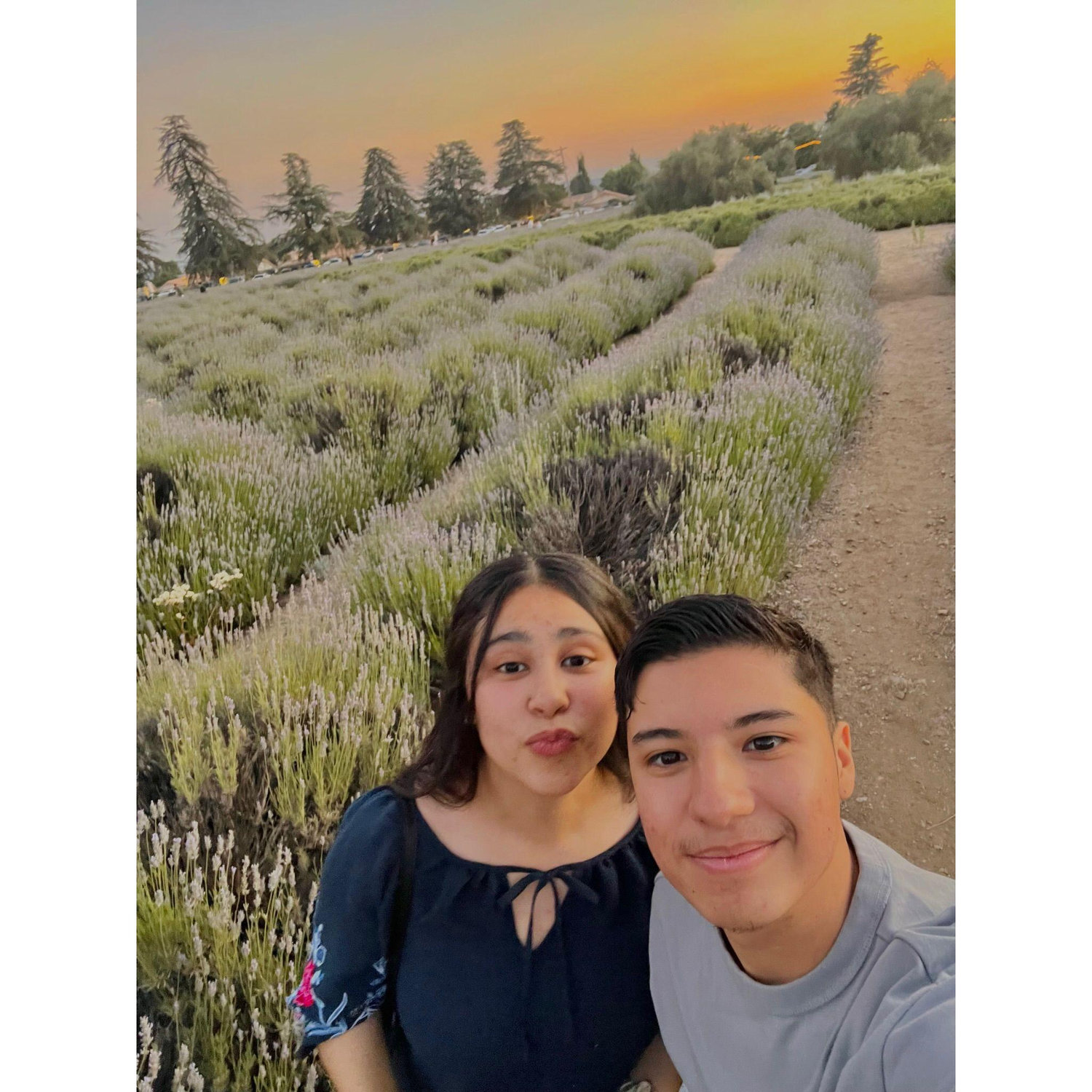 Lavender Fields 🪻