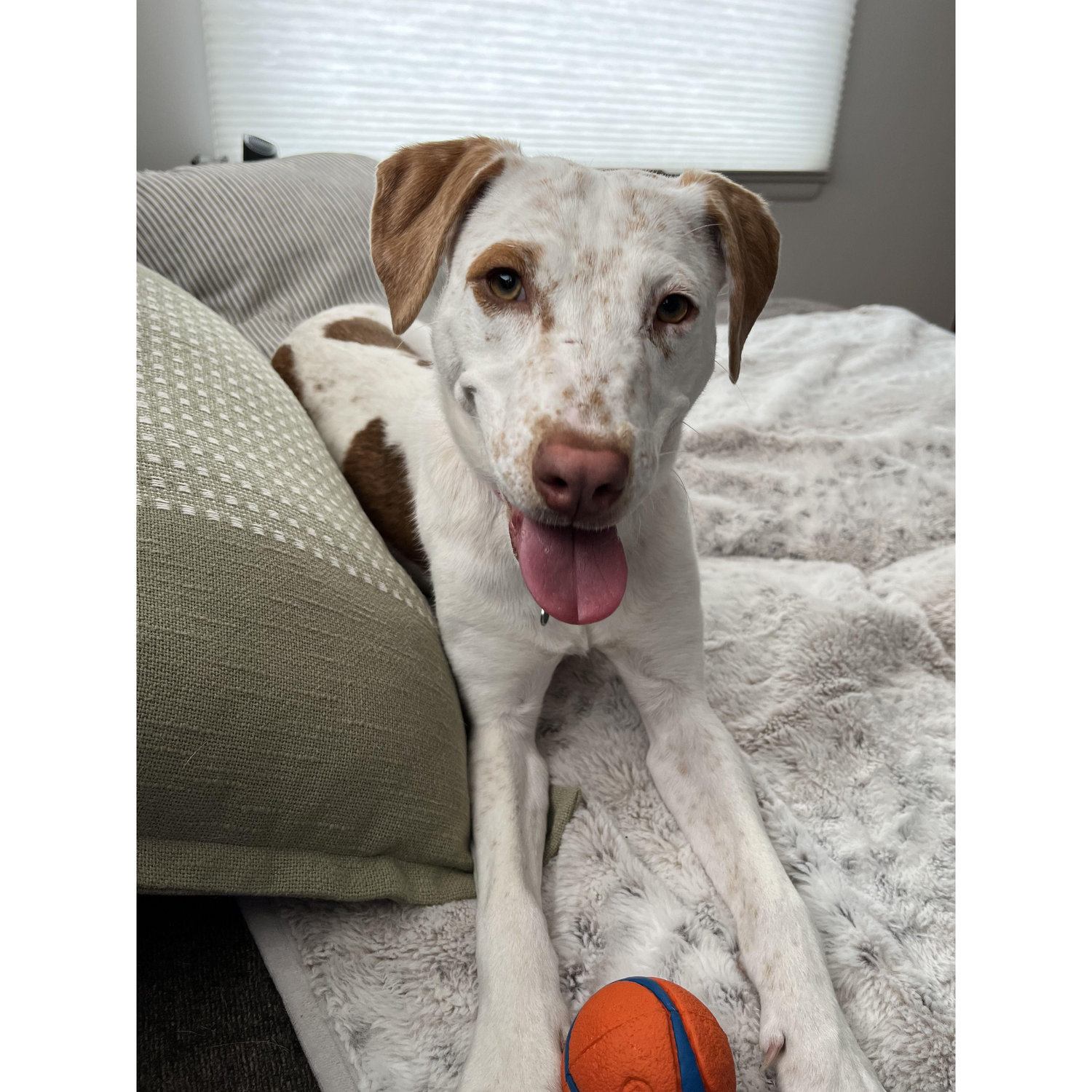 THROW THE BALL