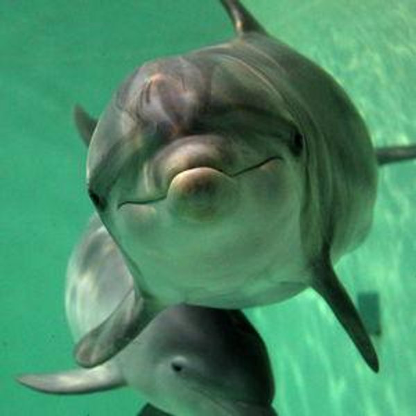 Excursion to swim with Dolphins