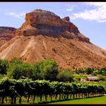 Palisade