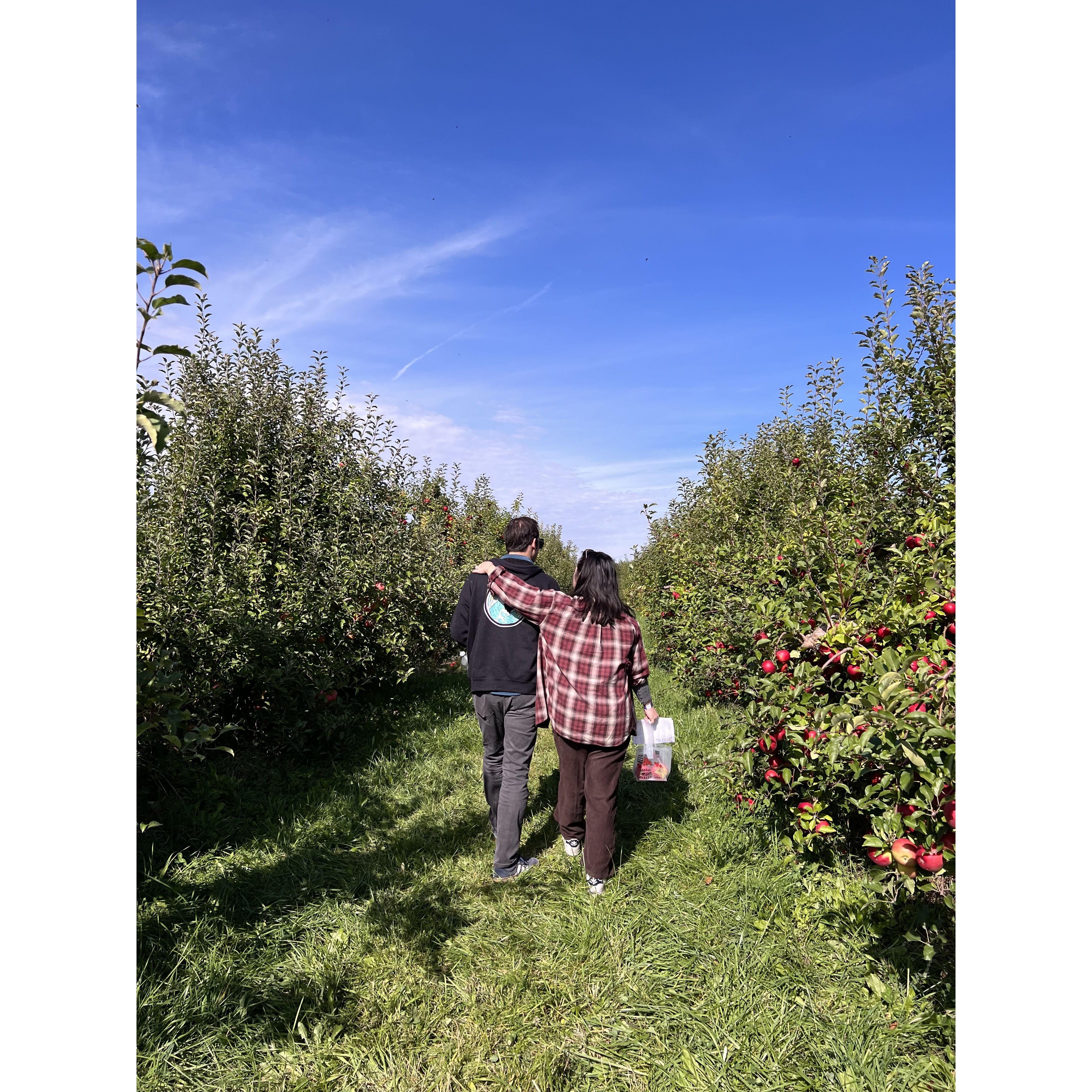 We love picking apples, but hardly love eating them