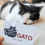 affoGATO Cat Cafe
