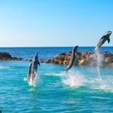 Dolphin Cove Ocho Rios