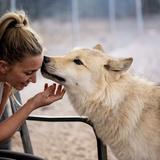 Sedona Wolf Sanctuary