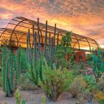 Desert Botanical Garden