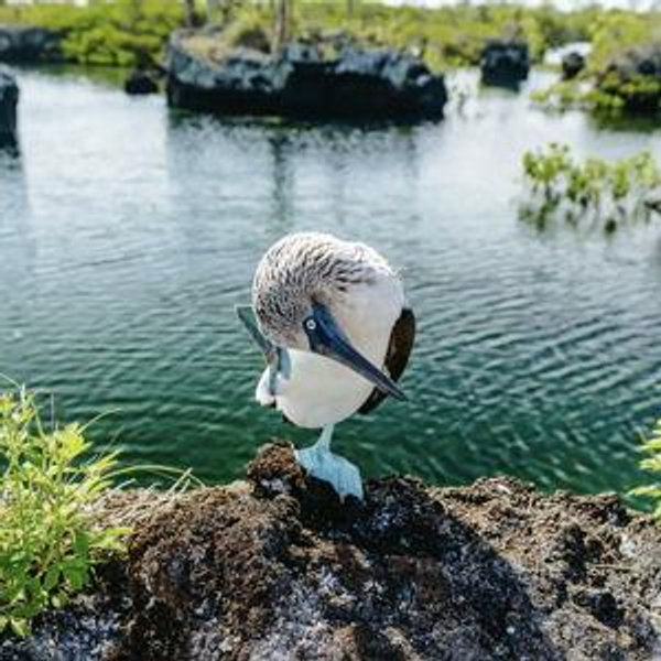 Los Tuneles Wildlife Boat Tour for Two