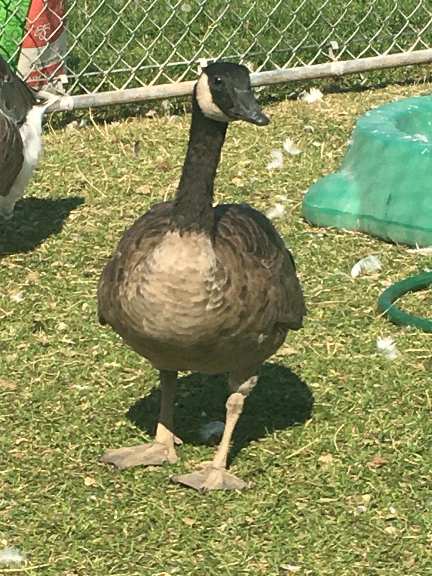 Nelson all grown up!