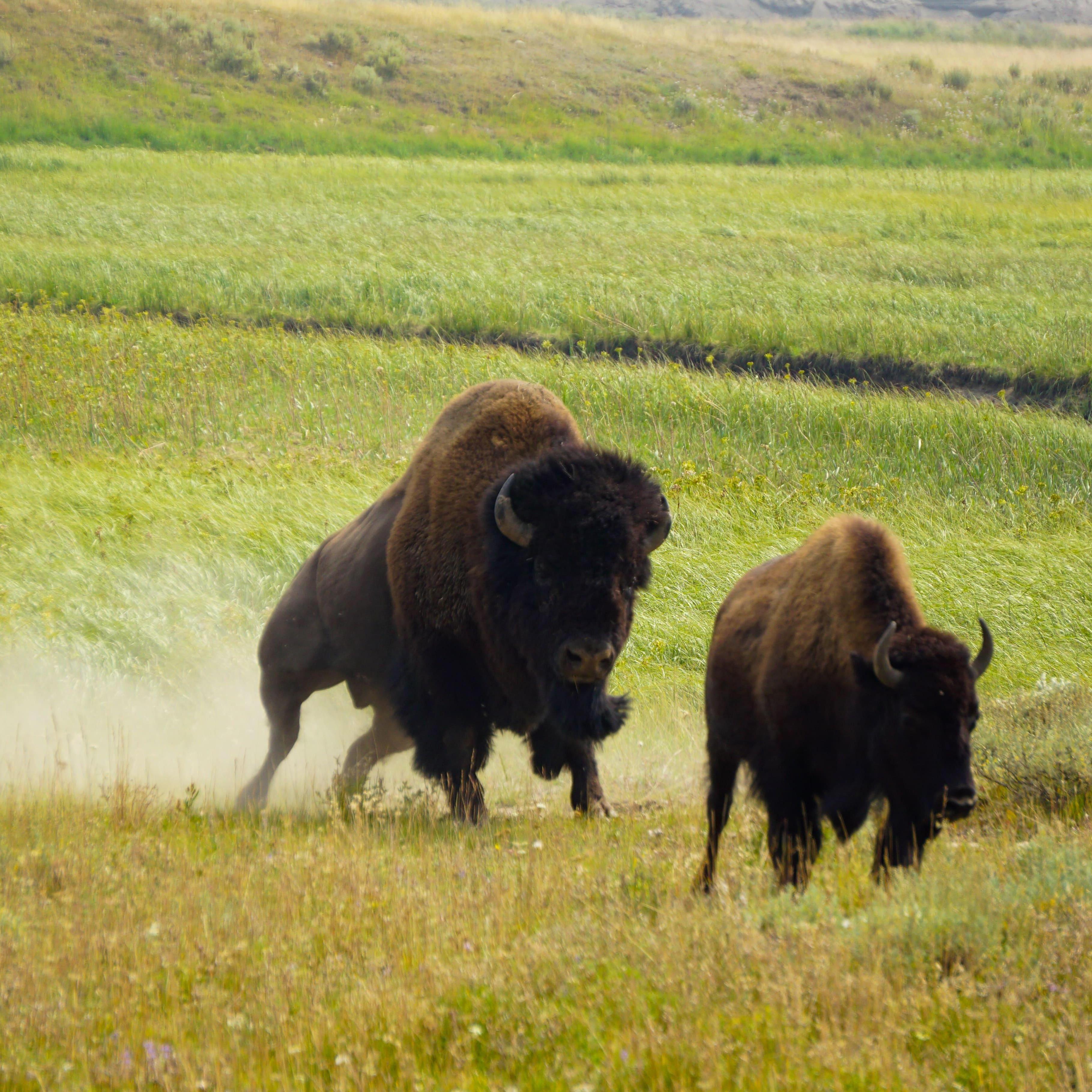Yellowstone NP