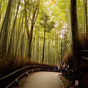 Bike Tour Through Bamboo Forest On Our Honeymoon In Japan