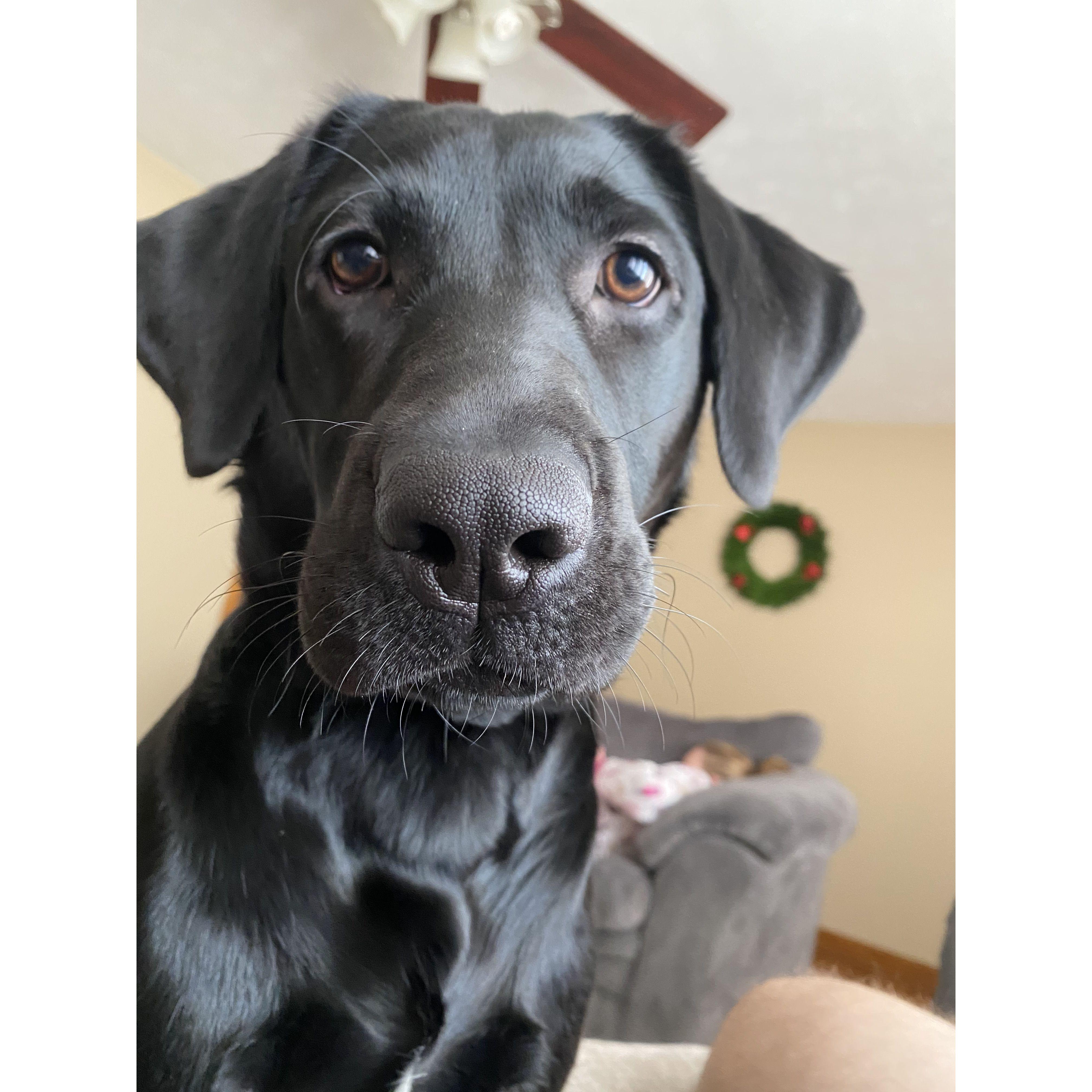 Magnolia at attention.