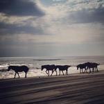 Corolla Wild Horse Tour