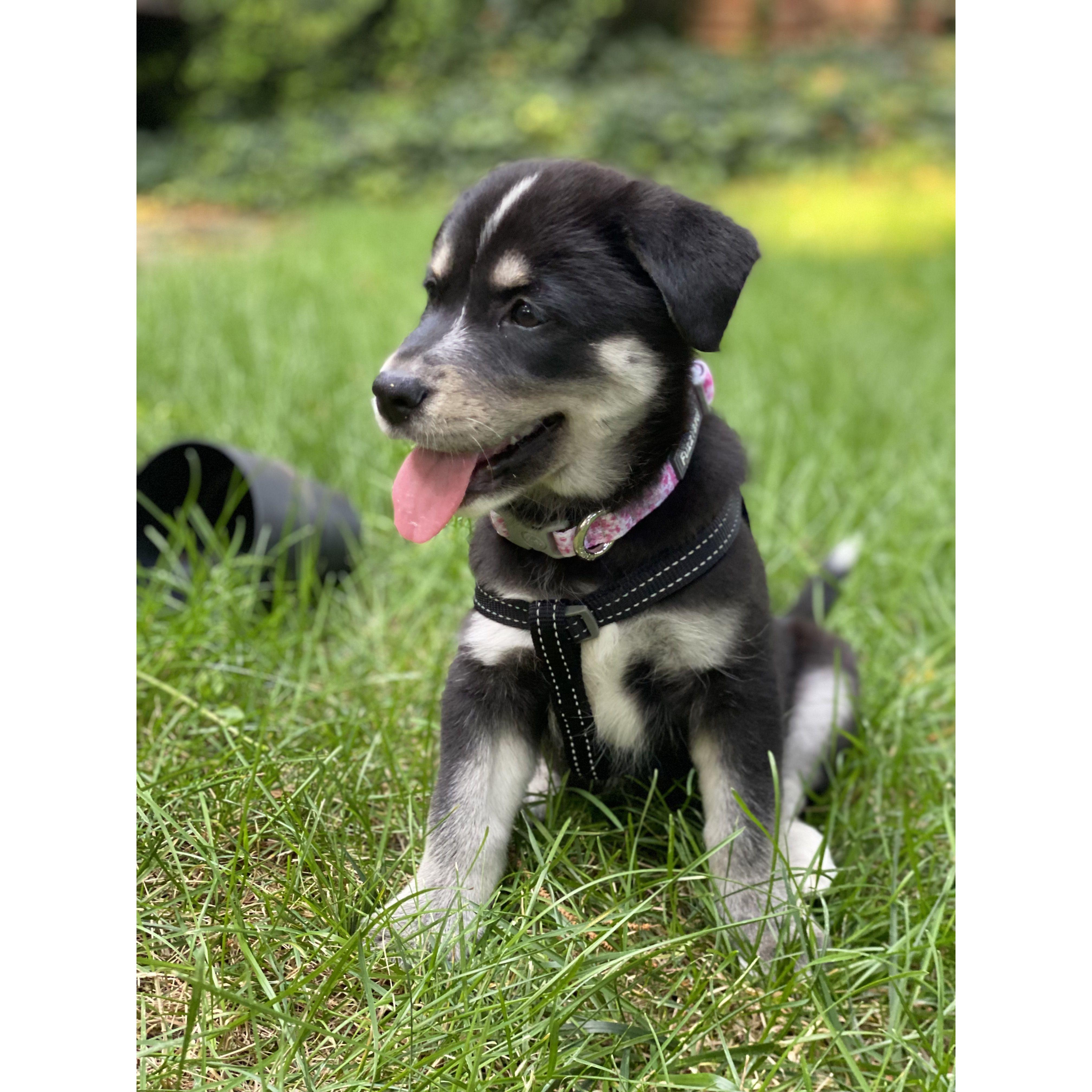 Lee adopted Lily! - July 23, 2022
