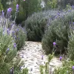 Finca de Lavanda / Lavender Farm