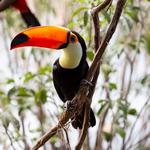 National Aviary