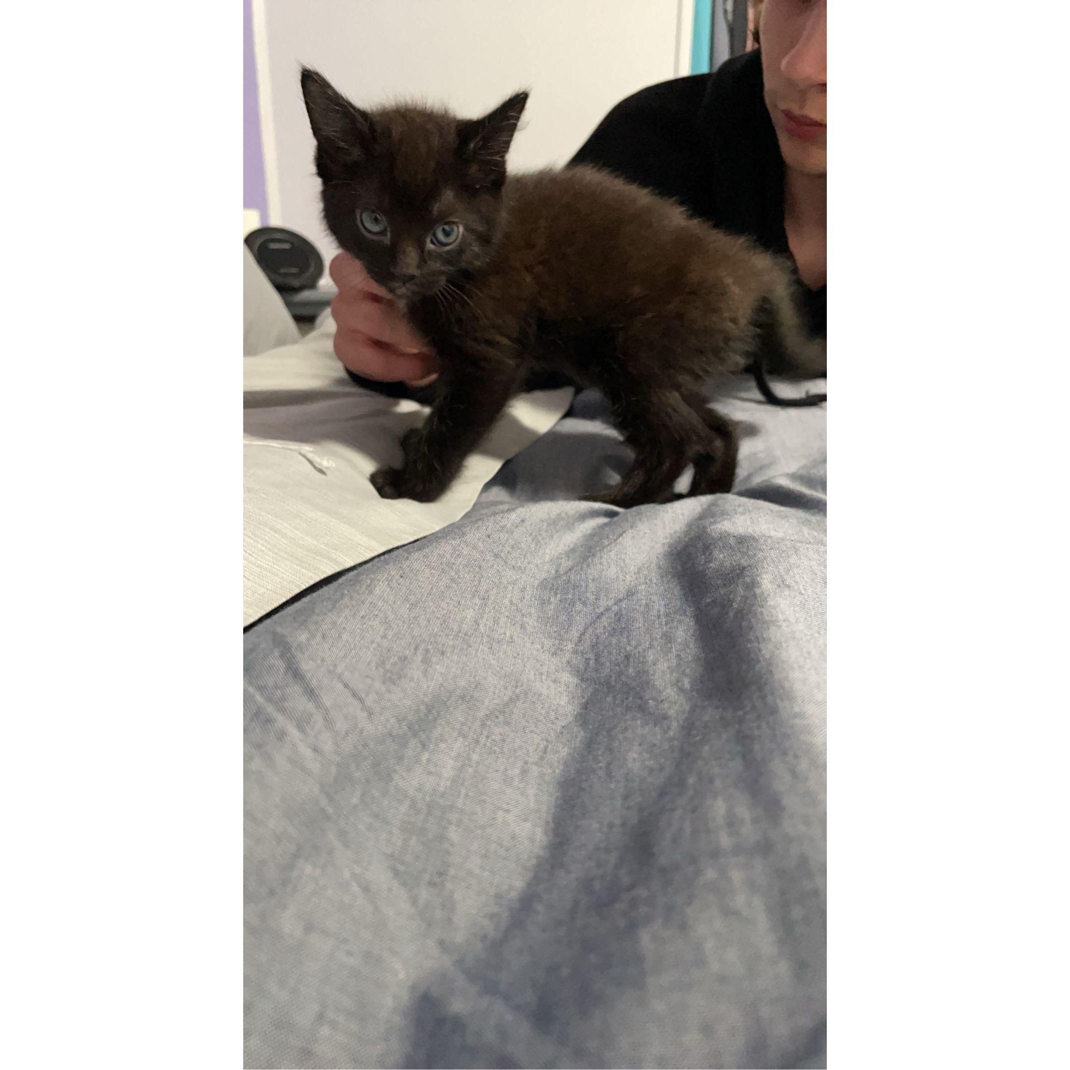 Newest Member of the Family T'Challa (26 April 22)