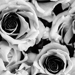 The Wedding Website of Arianna Stoops and Trayvon Lawson
