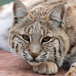 Wildlife Prairie Park