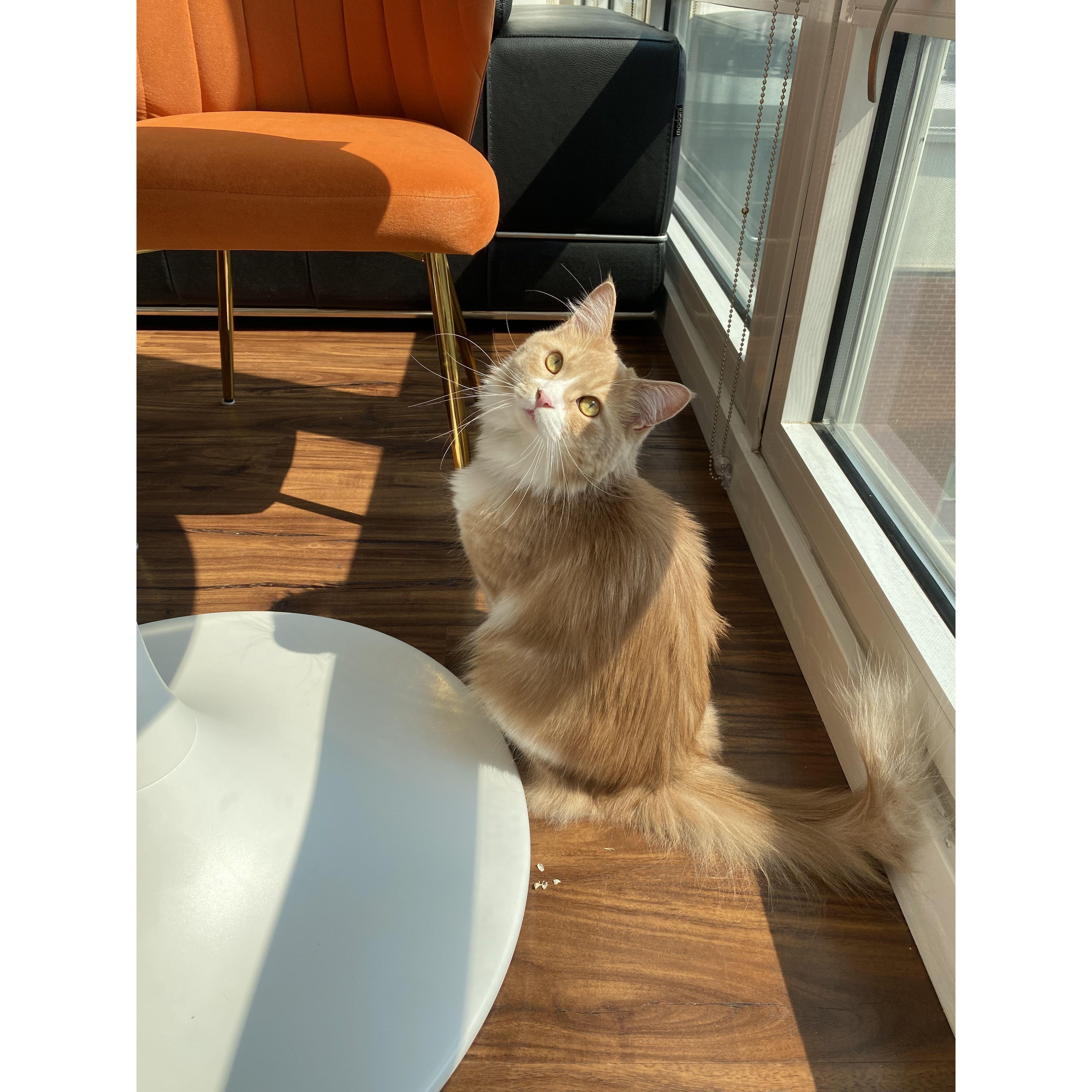 Our cat Kobe