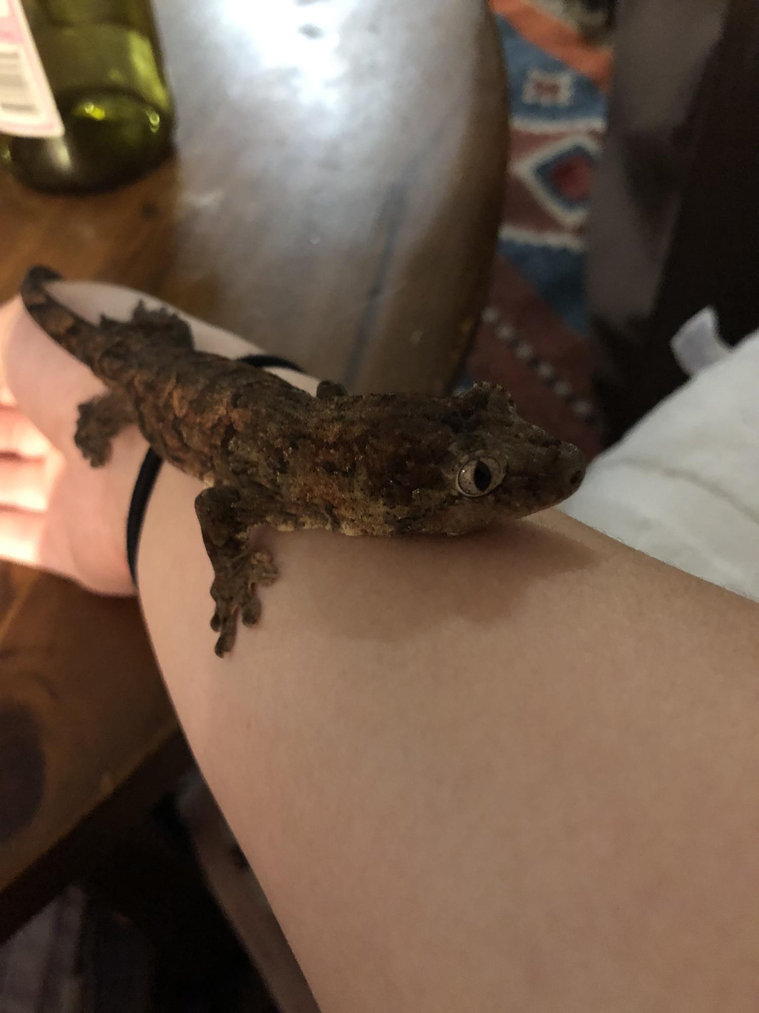 Mni (Minnie) our Chahoua gecko.
