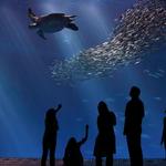 Monterey Bay Aquarium